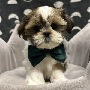 Male Shih Tzu Born: 3/26/25 SALE! Originally: $1799.99 Now: $1599.99! USDA# 47-B-0117