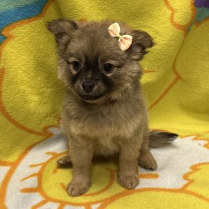 Female Pomchi (Pomeranian x Chihuahua) Born: 4/2/26 $2099.99 USDA# 47-B-0126