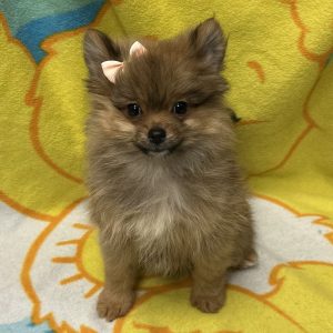 Female Pomeranian Born: 3/14/26 $2599.99 USDA# 47-B-0126