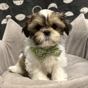 Male Shih Tzu Born: 3/26/25 SALE! Originally: $1799.99 Now: $1599.99! USDA# 47-B-0117