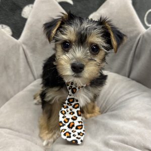 Male Yorkshire Terrier Born: 4/2/25 $1799.99 USDA# 47-B-0117