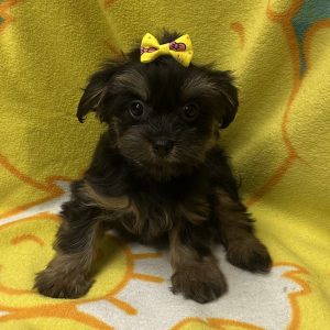 Female Havashire (Havanese x Yorkie) Born: 3/18/26 $1899.99 USDA# 47-B-1026