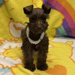 Female Mini Schnauzer Born: 4/2/26 $2199.99 USDA# 47-B-0126