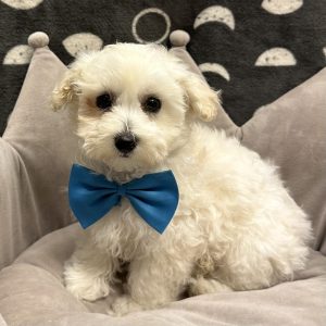 Male Maltipoo (Maltese x Poodle) Born: 3/19/25 SALE! Originally: $1899.99 Now: $1699.99! USDA# 47-B-0117 