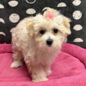 Female Maltipoo (Maltese x Poodle) Born: 3/19/25 SALE! Originally: $1899.99 Now: $1699.99! USDA# 47-B-0126