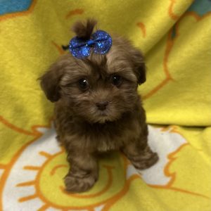 Female Pooshi (Poodle x Shih Tzu) Born: 4/5/26 $2199.99 USDA# 47-B-0126