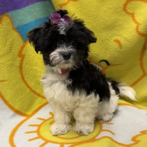 Female Morkiepoo (Maltese/Yorkie x Poodle) Born: 3/22/26 $2099.99 USDA# 47-B-0126