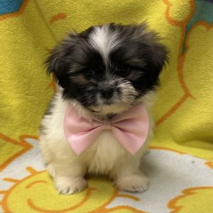 Male Malshi (Maltese x Shih Tzu) Born: 4/5/26 $1899.99 USDA# 47-B-0126