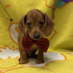 Male Dachshund Born: 4/5/26 $2599.99 USDA# 47-B-0126