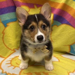Male Pembroke Welsh Corgi Born: 3/23/26 $2199.99 USDA# 47-B-0126