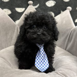 Male Shihpoo (Shih Tzu x Poodle) Born: 3/31/25 $1899.99 USDA# 48-A-0366
