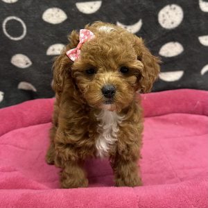 Female Maltipoo x Poodle (Maltese x Poodle) Born: 4/7/25 $2199.99 USDA# 48-A-0366