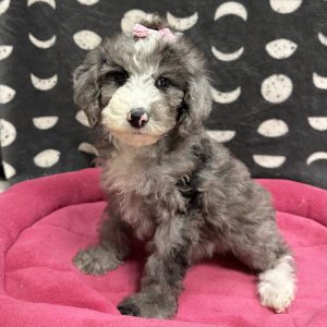 Female Moyendoodle (Moyen Poodle x Goldendoodle) Born: 4/9/25 $1899.99 USDA# 48-A-0366