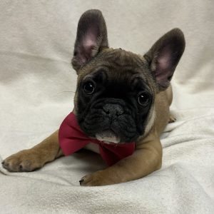 Male French Bulldog Born: 12/18/25 $3699.99 USDA#47-A-0620