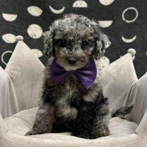 Male Maltipoo x Poodle (Maltese x Poodle) Born: 4/7/25 $1799.99 USDA# 48-A-0366