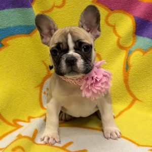 Female French Bulldog Born: 6/10/26 SALE! Originally: $4699.99 - $200 Now: $4499.99! USDA# 46-A-0427