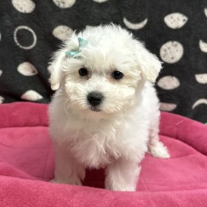 Female Bichon Frise Born: 4/7/25 $1799.99 USDA# 47-B-0126