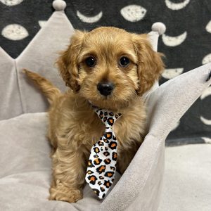 Male Cavapoo (Cavalier x Poodle) Born: 4/9/25 $1899.99 USDA# 47-B-0126