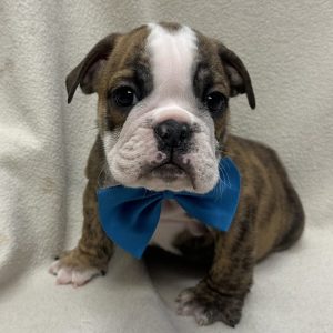 Male Bulldog Born: 12/28/25 $4499.99 USDA# 47-B-0126