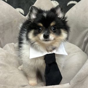 Male Pomeranian Born: 7/11/25 SALE! Originally: $2399.99 Now: $1899.99! USDA# 47-B-0126