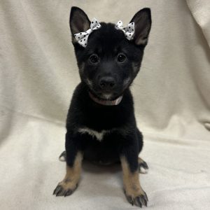 Female Shiba Inu Born: 12/18/25 $1899.99 USDA# 47-B-0126