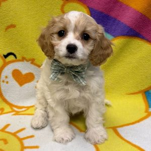 Male Cavapoochon (Cavalier x Poodle/Bichon) Born: 6/18/26 $1999.99 USDA# 85-A-0077