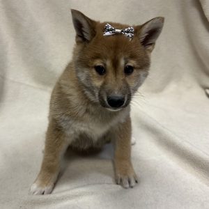 Female Shiba Inu Born: 12/18/25 $1999.99 USDA# 47-B-0126