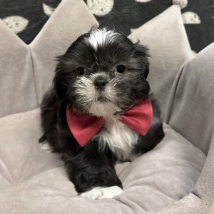 Male Shih Tzu Born: 4/10/25 $1899.99 USDA# 47-B-0126