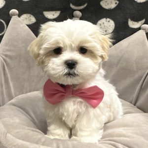 Male Malshi (Maltese x Shih Tzu) Born: 4/13/25 $1799.99 USDA# 47-B-0126
