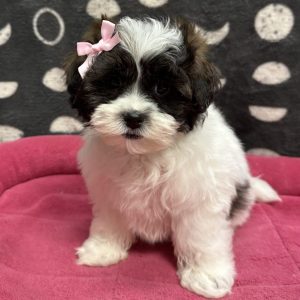 Female Pooshi (Poodle x Shih Tzu) Born: 4/10/25 $1899.99 USDA# 47-B-0126