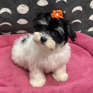 Female Havanese Born: 7/8/25 SALE! Originally: $1799.99 Now: $1299.99! USDA# 47-B-0117