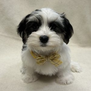 Male Morkie (Maltese x Yorkie) Born: 12/17/25 $1799.99 USDA# 47-B-0126