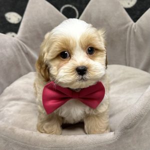 Male Pooshi (Poodle x Shih Tzu) Born: 7/25/25 $1799.99 USDA# 47-B-0126