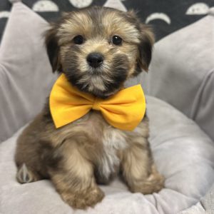 Male Shorkie (Shih Tzu x Yorkie) Born: 4/20/25 $1799.99