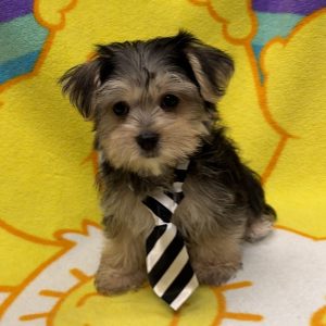 Male Morkie (Maltese x Yorkie) Born: 6/6/26 $1999.99 USDA# 47-B-0126