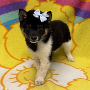 Female Shiba Inu Born: 6/18/26 $2099.99 USDA# 47-B-0126