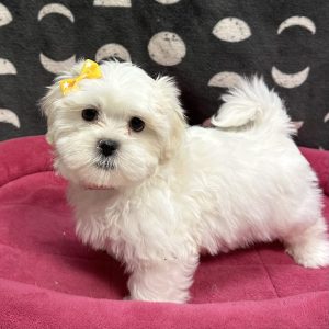 Female Malshi (Maltese x Shih Tzu) Born: 4/13/25 $1899.99 USDA# 47-B-0126