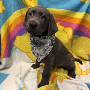 Male Labrador Retriever Born: 4/2/26 $2199.99 USDA# 48-A-0336