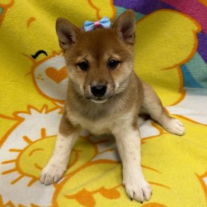 Female Shiba Inu Born: 6/18/26 $1899.99 USDA# 47-B-0126