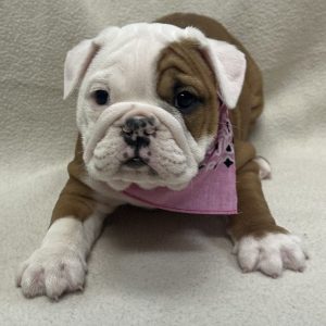 Female English Bulldog Born: 1/2/26 $4499.99 USDA# 47-B-0126