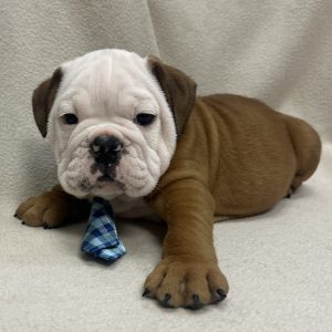 Male English Bulldog Born: 1/2/26 $4499.99 USDA# 47-B-0126