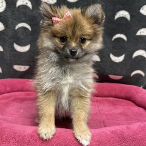 Female Pomeranian Born: 4/3/25 $2299.99 USDA# 47-B-0126