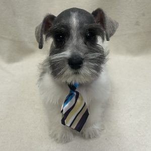 Male Mini Schnauzer Born: 12/31/25 $2099.99 USDA# 47-B-0126