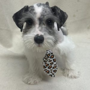 Male Mini Schnauzer Born: 12/31/25 $2099.99 USDA# 47-B-0126