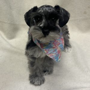 Female Mini Schnauzer Born: 12/31/25 $2199.99 USDA# 47-B-0126
