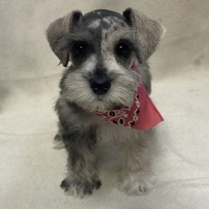 Female Mini Schnauzer Born: 12/31/25 $2099.99 USDA# 47-B-0126