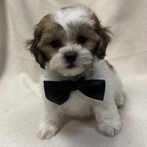Male Pooshi (Poodle x Shih Tzu) Born: 12/31/25 $1999.99 USDA# 47-B-0126