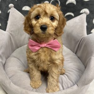 Male Cavapoo (Cavalier x Poodle) Born: 4/19/25 $1799.99 USDA# 85-A-077