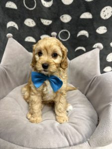 Male Cavapoo (Cavalier x Poodle) Born: 4/19/25 $1899.99 USDA# 85-A-077