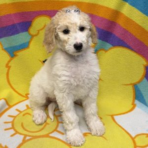 Female Goldendoodle Born: 6/15/26 $1899.99 USDA# 48-A-0366